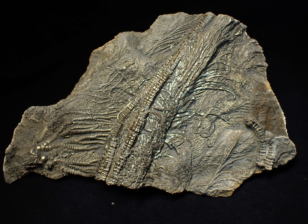 Large 3D golden pyrite crinoid (147 mm) Pentacrinites – Jurassic Coast ...