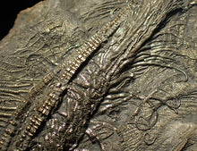 Load image into Gallery viewer, Large 3D golden pyrite crinoid (147 mm) Pentacrinites
