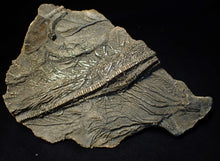 Load image into Gallery viewer, Large 3D golden pyrite crinoid (147 mm) Pentacrinites
