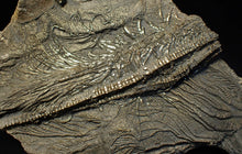 Load image into Gallery viewer, Large 3D golden pyrite crinoid (147 mm) Pentacrinites
