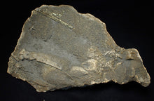 Load image into Gallery viewer, Large 3D golden pyrite crinoid (147 mm) Pentacrinites
