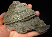 Load image into Gallery viewer, Large 3D golden pyrite crinoid (147 mm) Pentacrinites
