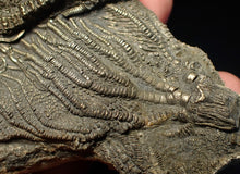 Load image into Gallery viewer, Large 3D golden pyrite crinoid (147 mm) Pentacrinites
