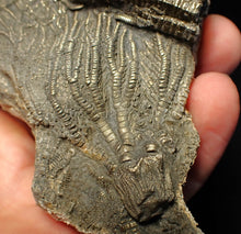 Load image into Gallery viewer, Large 3D golden pyrite crinoid (147 mm) Pentacrinites
