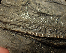 Load image into Gallery viewer, Large 3D golden pyrite crinoid (147 mm) Pentacrinites
