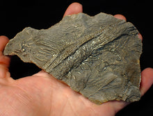 Load image into Gallery viewer, Large 3D golden pyrite crinoid (147 mm) Pentacrinites
