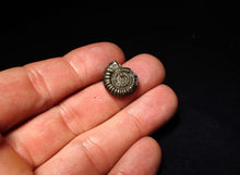 Load image into Gallery viewer, Crucilobiceras pyrite ammonite fossil (17 mm)
