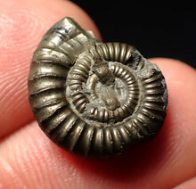 Load image into Gallery viewer, Crucilobiceras pyrite ammonite fossil (17 mm)
