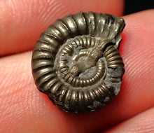 Load image into Gallery viewer, Crucilobiceras pyrite ammonite fossil (17 mm)
