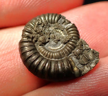 Load image into Gallery viewer, Crucilobiceras pyrite ammonite fossil (17 mm)
