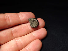 Load image into Gallery viewer, Crucilobiceras pyrite ammonite fossil (17 mm)
