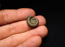 Load image into Gallery viewer, Promicroceras pyritosum ammonite fossil (18 mm)
