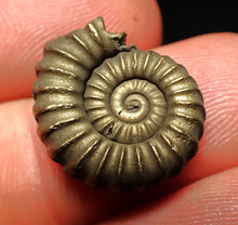 Load image into Gallery viewer, Promicroceras pyritosum ammonite fossil (18 mm)
