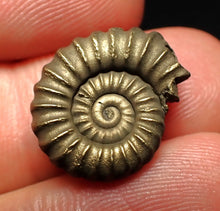 Load image into Gallery viewer, Promicroceras pyritosum ammonite fossil (18 mm)

