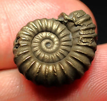 Load image into Gallery viewer, Promicroceras pyritosum ammonite fossil (18 mm)
