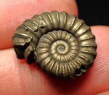 Load image into Gallery viewer, Promicroceras pyritosum ammonite fossil (18 mm)
