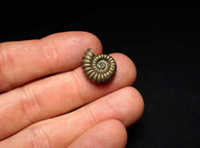 Load image into Gallery viewer, Promicroceras pyritosum ammonite fossil (17 mm)
