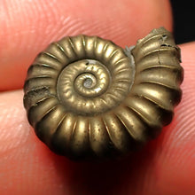 Load image into Gallery viewer, Promicroceras pyritosum ammonite fossil (17 mm)
