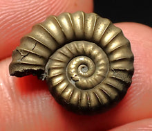Load image into Gallery viewer, Promicroceras pyritosum ammonite fossil (17 mm)
