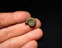 Load image into Gallery viewer, Promicroceras pyritosum ammonite fossil (17 mm)
