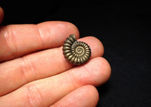 Load image into Gallery viewer, Promicroceras pyritosum ammonite fossil (20 mm)

