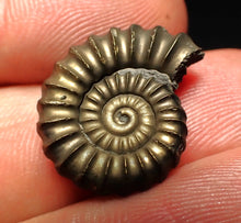 Load image into Gallery viewer, Promicroceras pyritosum ammonite fossil (20 mm)
