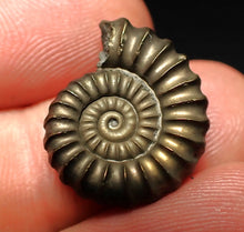 Load image into Gallery viewer, Promicroceras pyritosum ammonite fossil (20 mm)
