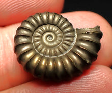 Load image into Gallery viewer, Promicroceras pyritosum ammonite fossil (20 mm)
