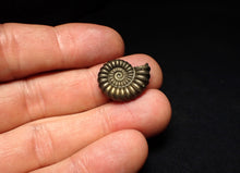 Load image into Gallery viewer, Promicroceras pyritosum ammonite fossil (20 mm)
