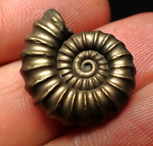 Load image into Gallery viewer, Perfect Promicroceras pyritosum ammonite fossil (21 mm)
