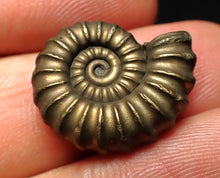 Load image into Gallery viewer, Perfect Promicroceras pyritosum ammonite fossil (21 mm)
