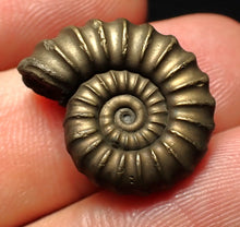 Load image into Gallery viewer, Perfect Promicroceras pyritosum ammonite fossil (21 mm)

