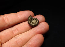Load image into Gallery viewer, Perfect Promicroceras pyritosum ammonite fossil (19 mm)
