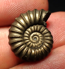 Load image into Gallery viewer, Perfect Promicroceras pyritosum ammonite fossil (19 mm)
