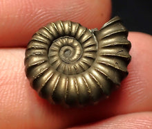 Load image into Gallery viewer, Perfect Promicroceras pyritosum ammonite fossil (19 mm)
