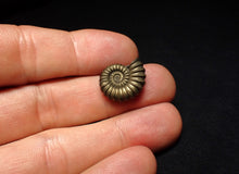 Load image into Gallery viewer, Perfect Promicroceras pyritosum ammonite fossil (19 mm)
