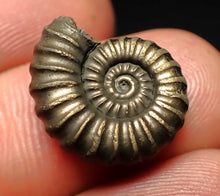 Load image into Gallery viewer, Promicroceras pyritosum ammonite fossil (17 mm)
