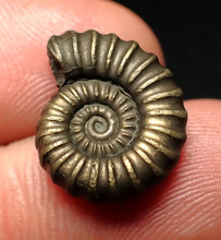 Load image into Gallery viewer, Promicroceras pyritosum ammonite fossil (17 mm)
