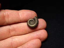 Load image into Gallery viewer, Promicroceras pyritosum ammonite fossil (17 mm)
