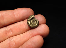 Load image into Gallery viewer, Promicroceras pyritosum ammonite fossil (17 mm)
