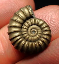 Load image into Gallery viewer, Promicroceras pyritosum ammonite fossil (17 mm)
