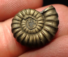 Load image into Gallery viewer, Promicroceras pyritosum ammonite fossil (17 mm)
