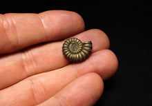 Load image into Gallery viewer, Promicroceras pyritosum ammonite fossil (17 mm)
