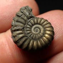 Load image into Gallery viewer, Promicroceras pyritosum ammonite fossil (18 mm)
