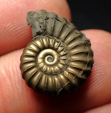 Load image into Gallery viewer, Promicroceras pyritosum ammonite fossil (18 mm)
