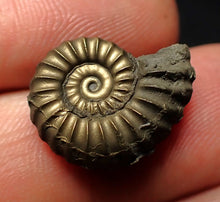Load image into Gallery viewer, Promicroceras pyritosum ammonite fossil (18 mm)
