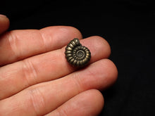 Load image into Gallery viewer, Promicroceras pyritosum ammonite fossil (17 mm)
