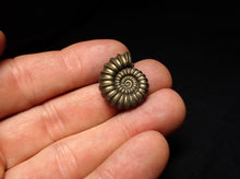 Load image into Gallery viewer, Perfect Promicroceras pyritosum ammonite fossil (22 mm)
