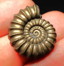 Load image into Gallery viewer, Perfect Promicroceras pyritosum ammonite fossil (22 mm)
