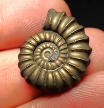 Load image into Gallery viewer, Perfect Promicroceras pyritosum ammonite fossil (22 mm)

